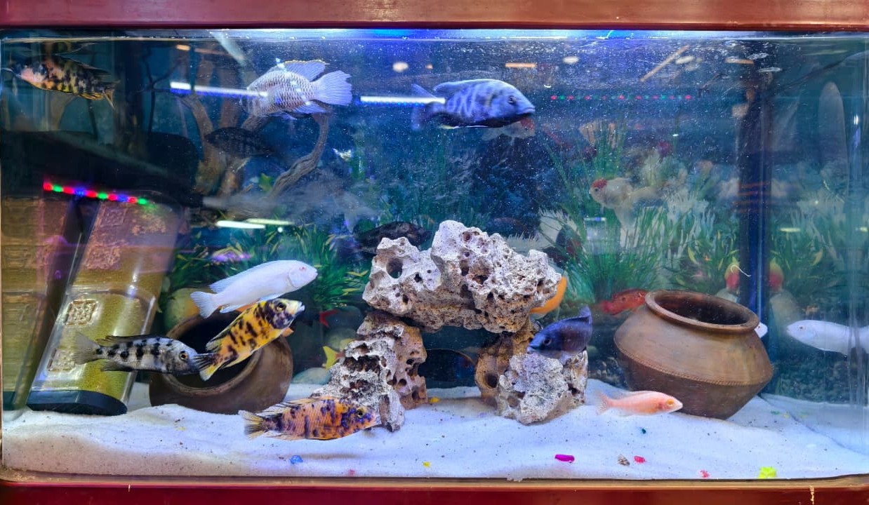 Fish tank maintenance